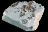 Ammonite (Promicroceras) Cluster - Somerset, England #86233-2